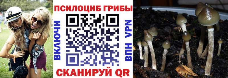 Купить закладки  Тосно  Галлюциногенные грибы мухоморы 